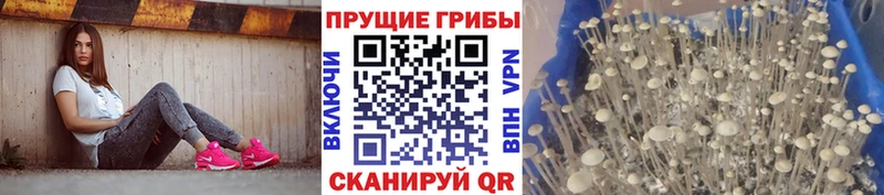 хочу Пошехонье нарко площадка формула Псилоцибиновые грибы Psilocybine cubensis